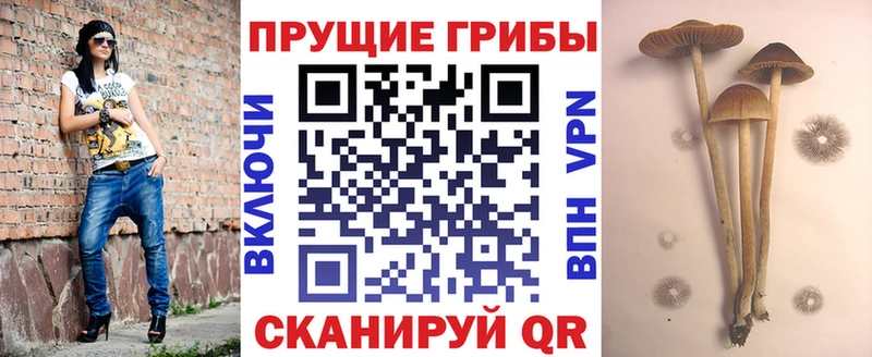 Галлюциногенные грибы Cubensis где найти Малмыж